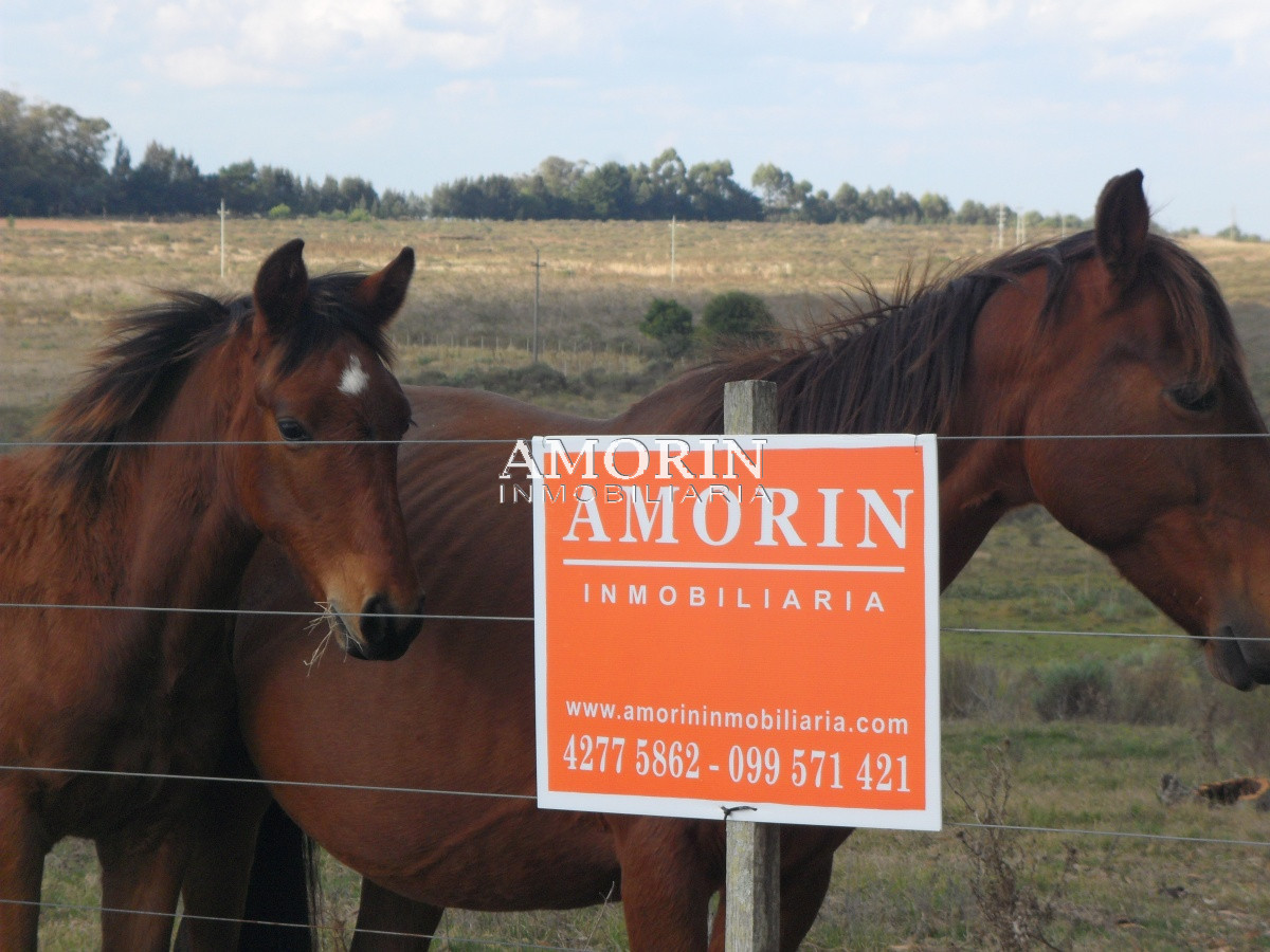 Campo Ref.599 - Campo en Jose Ignacio, 