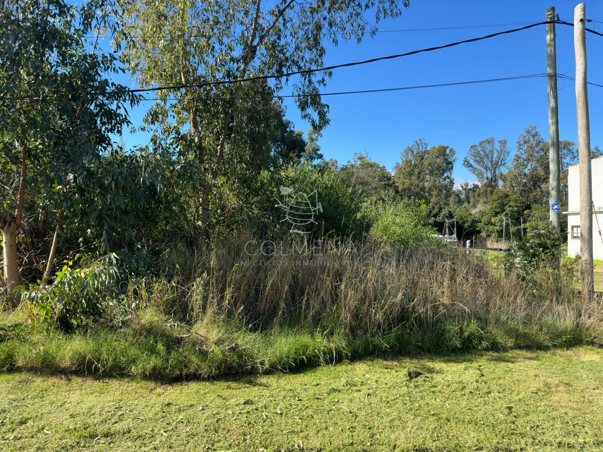 Sauce de Portezuelo - GoPunta - Portal Inmobiliario de Punta del Este - Maldonado