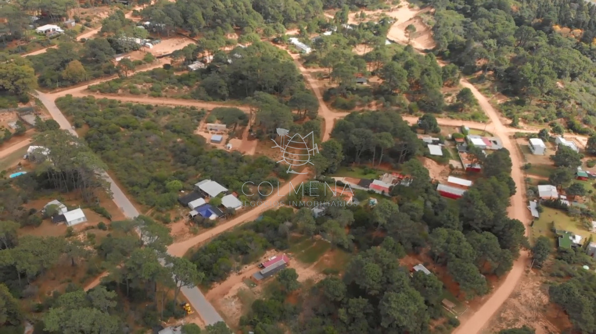 Chihuahua - GoPunta - Portal Inmobiliario de Punta del Este - Maldonado