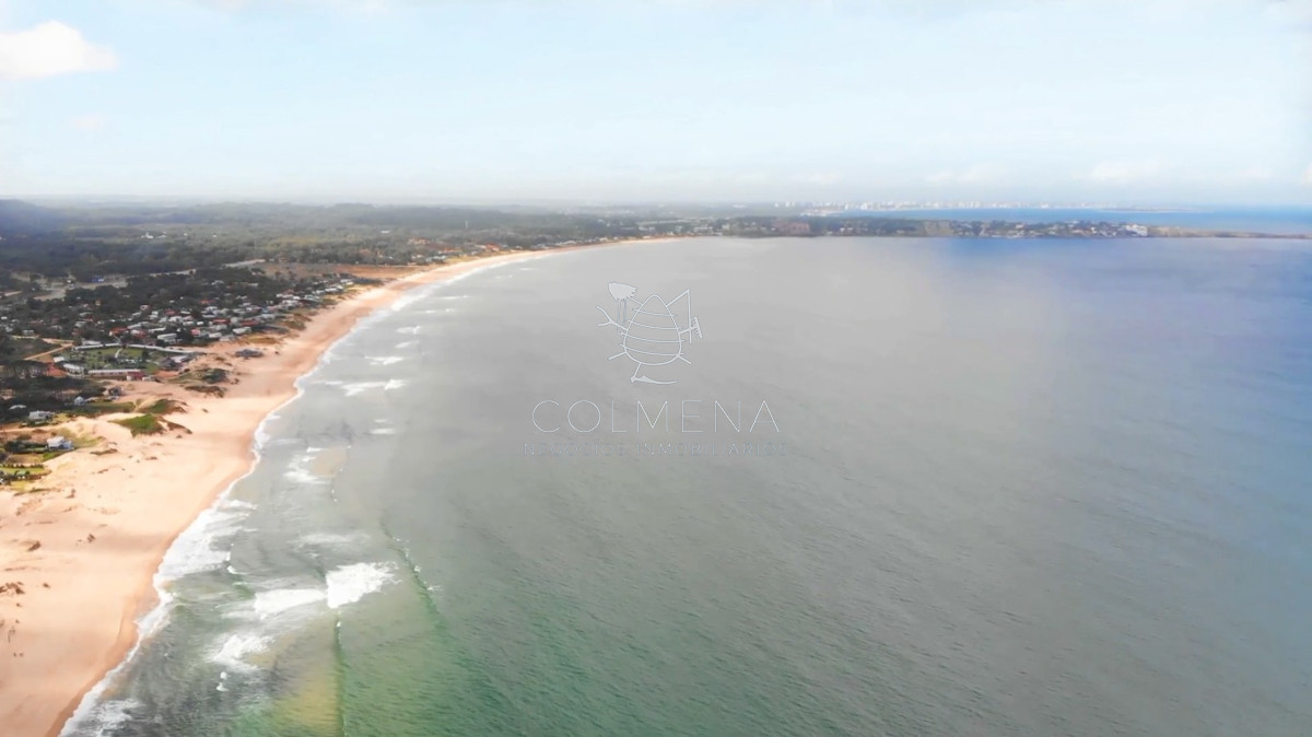 Chihuahua - GoPunta - Portal Inmobiliario de Punta del Este - Maldonado