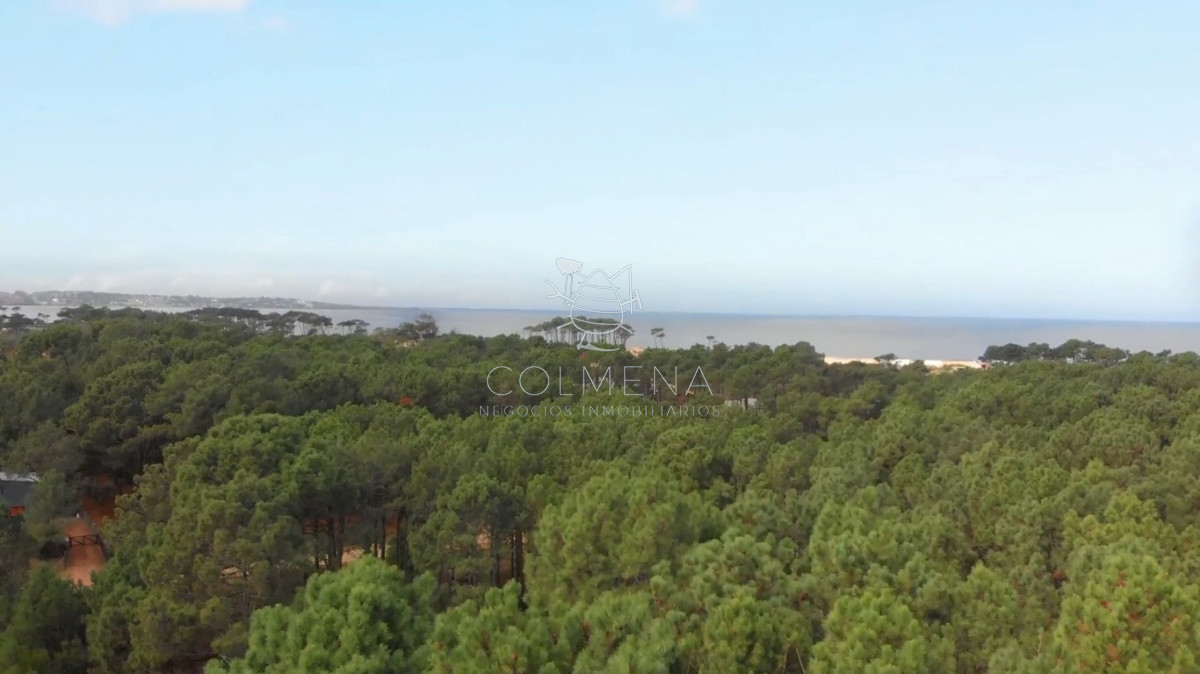 Chihuahua - GoPunta - Portal Inmobiliario de Punta del Este - Maldonado