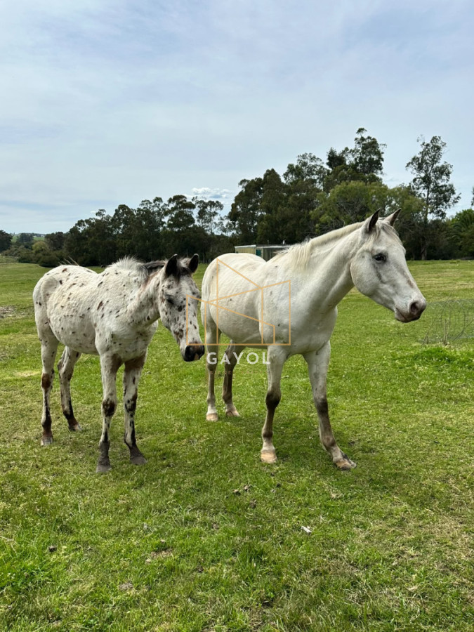 Chacra ID.1603 - Venta de Chacra en Sancarlos