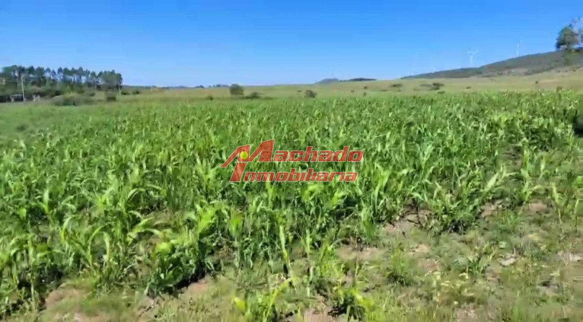 Ruta 39 - GoPunta - Portal Inmobiliario de Punta del Este - Maldonado