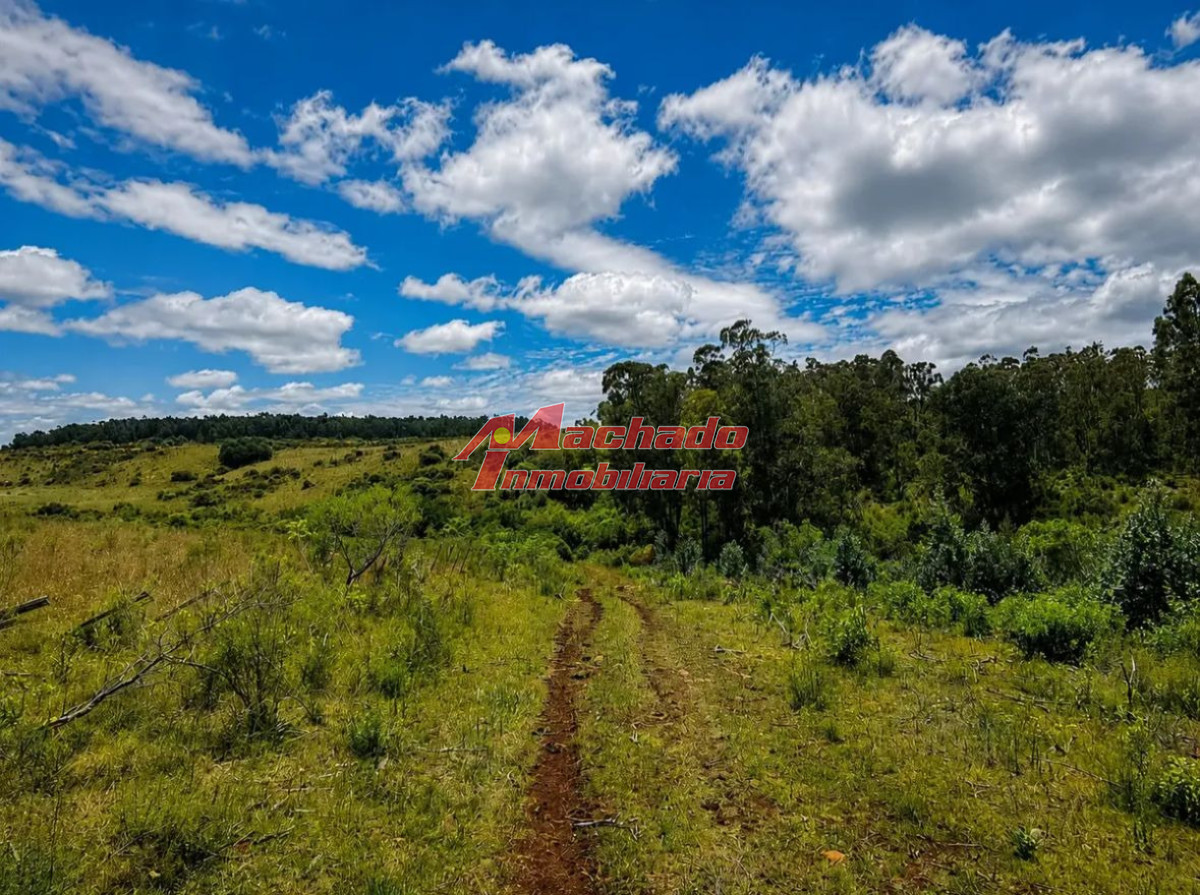 Salus Valle De Fortaleza | Campo Híbrido Estratégico Con Potencial Forestal, Turístico Y Ganadero - MCH14479P