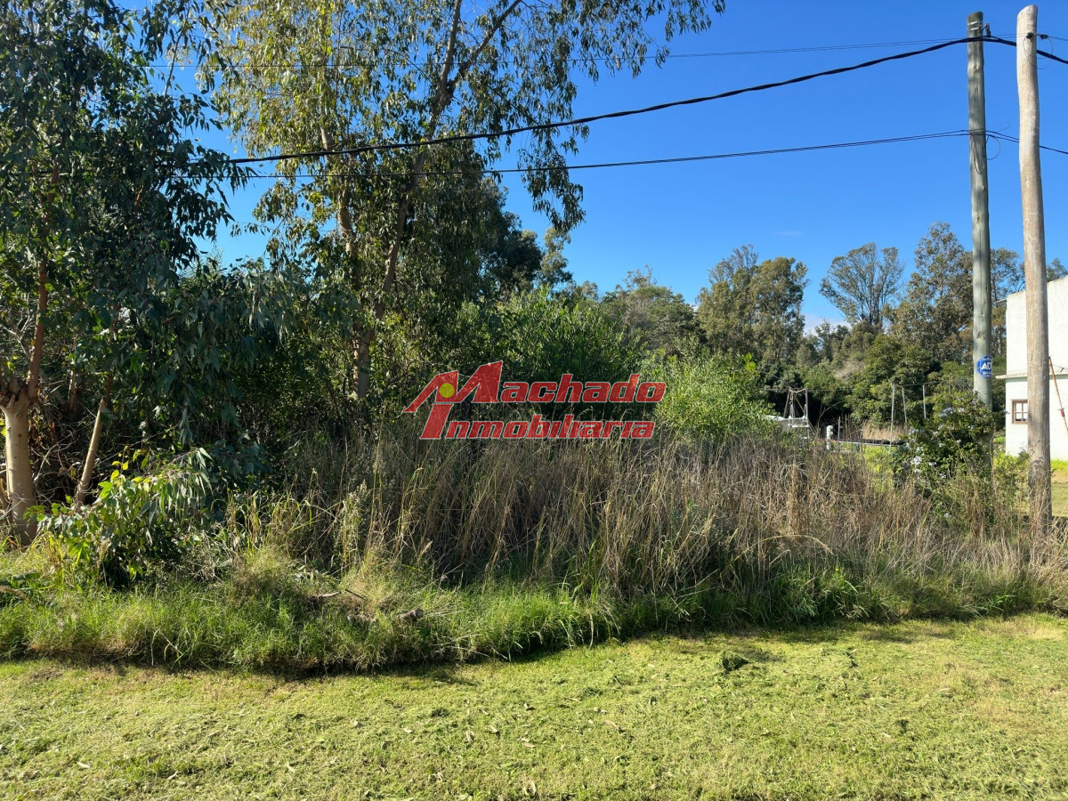 Sauce de Portezuelo - GoPunta - Portal Inmobiliario de Punta del Este - Maldonado