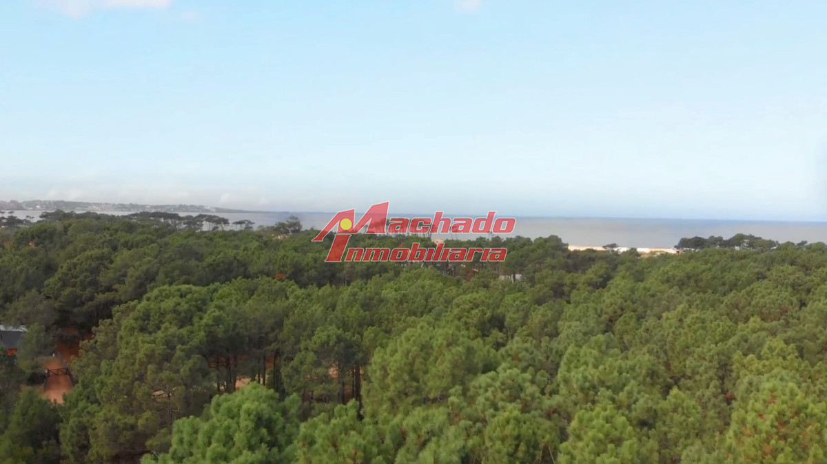 Chihuahua - GoPunta - Portal Inmobiliario de Punta del Este - Maldonado