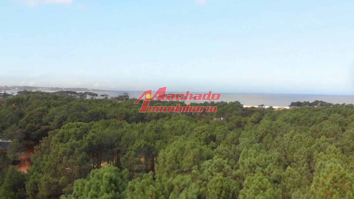 Chihuahua - GoPunta - Portal Inmobiliario de Punta del Este - Maldonado