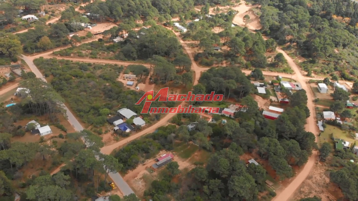 Chihuahua - GoPunta - Portal Inmobiliario de Punta del Este - Maldonado