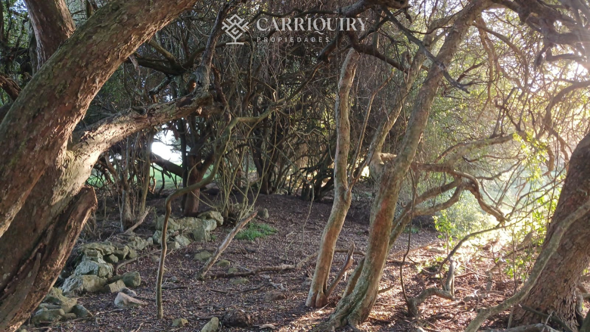 Chacra ID.9672/CHACRA-EN-VENTA-CASI-2-HÁS- - Campo 63 Has en Venta sobre Ruta 12 | Proyecto Aprobado 3 Has | Junto a Pueblo Edén | Ideal Desarrollo Inmobiliario