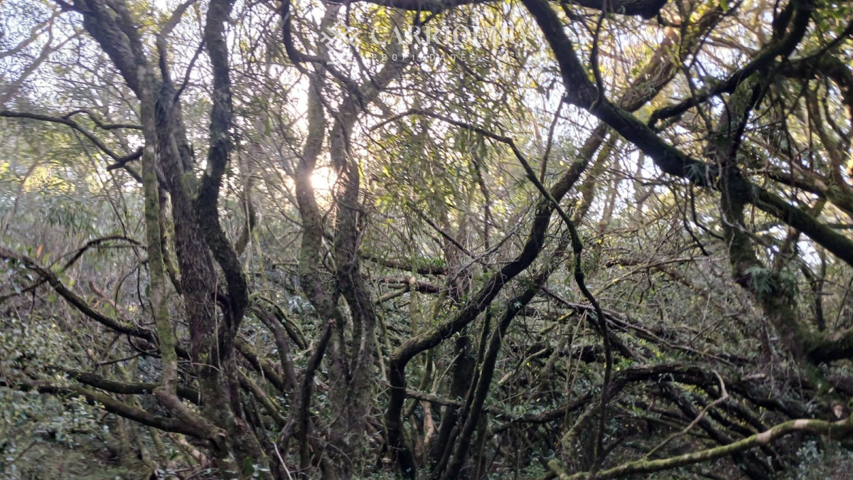 Chacra ID.9672/CHACRA-EN-VENTA-CASI-2-HÁS- - Campo 63 Has en Venta sobre Ruta 12 | Proyecto Aprobado 3 Has | Junto a Pueblo Edén | Ideal Desarrollo Inmobiliario