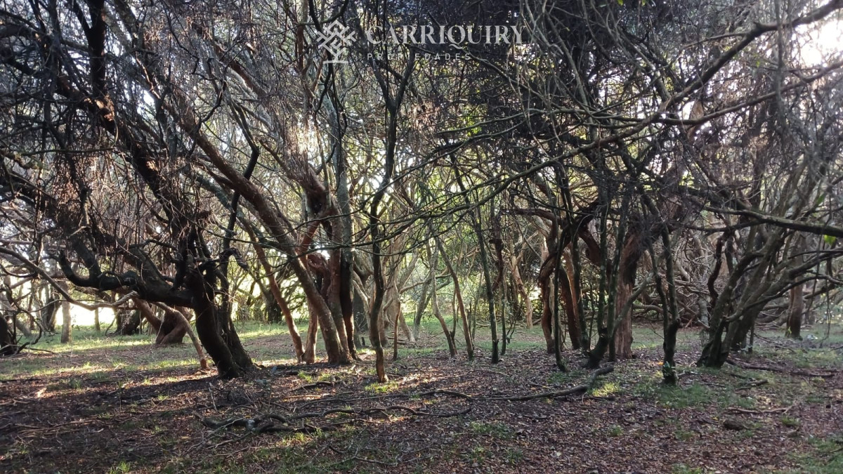 Chacra ID.9672/CHACRA-EN-VENTA-CASI-2-HÁS- - Campo 63 Has en Venta sobre Ruta 12 | Proyecto Aprobado 3 Has | Junto a Pueblo Edén | Ideal Desarrollo Inmobiliario