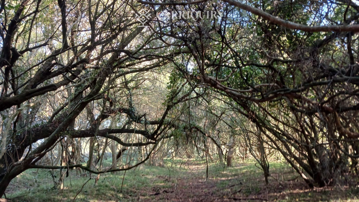 Chacra ID.9672/CHACRA-EN-VENTA-CASI-2-HÁS- - Campo 63 Has en Venta sobre Ruta 12 | Proyecto Aprobado 3 Has | Junto a Pueblo Edén | Ideal Desarrollo Inmobiliario