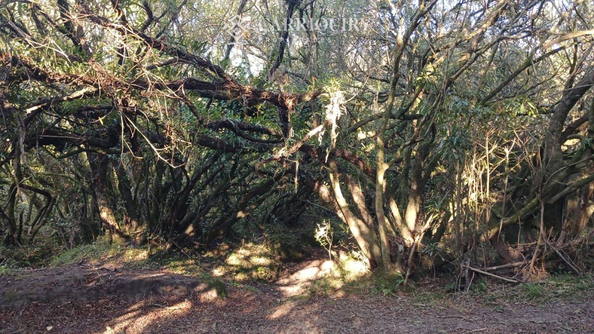 Chacra ID.9672/CHACRA-EN-VENTA-CASI-2-HÁS- - Campo 63 Has en Venta sobre Ruta 12 | Proyecto Aprobado 3 Has | Junto a Pueblo Edén | Ideal Desarrollo Inmobiliario