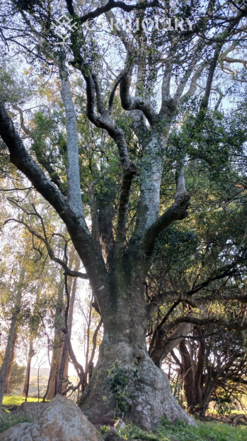 Chacra ID.9672/CHACRA-EN-VENTA-CASI-2-HÁS- - Campo 63 Has en Venta sobre Ruta 12 | Proyecto Aprobado 3 Has | Junto a Pueblo Edén | Ideal Desarrollo Inmobiliario