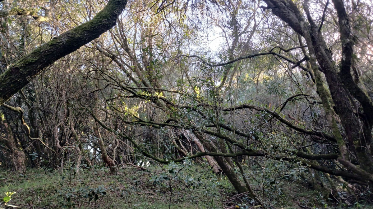 Chacra ID.9672/CHACRA-EN-VENTA-CASI-2-HÁS- - Campo 63 Has en Venta sobre Ruta 12 | Proyecto Aprobado 3 Has | Junto a Pueblo Edén | Ideal Desarrollo Inmobiliario