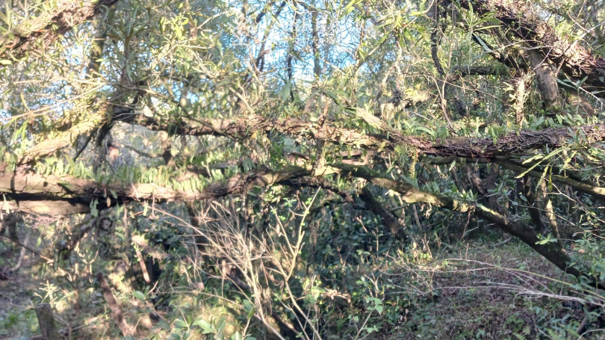 Chacra ID.9672/CHACRA-EN-VENTA-CASI-2-HÁS- - Campo 63 Has en Venta sobre Ruta 12 | Proyecto Aprobado 3 Has | Junto a Pueblo Edén | Ideal Desarrollo Inmobiliario