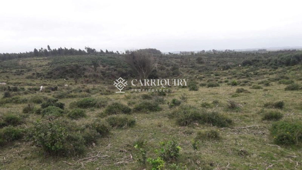 Campo en venta - GoPunta - Portal Inmobiliario de Punta del Este - Maldonado