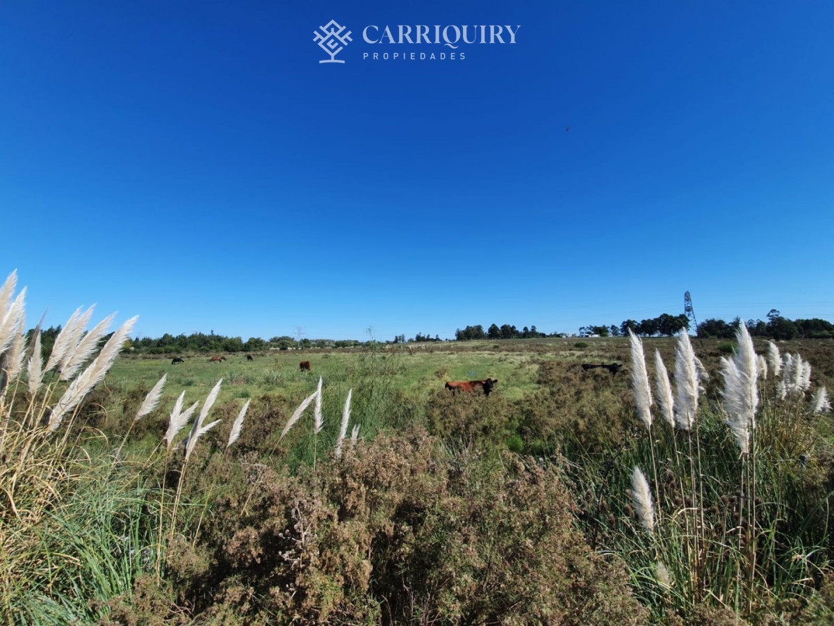 Campo Ref.3763/Campos-en-Venta--Carriquiry--Propiedades - Venta de Campo en Montevideo Zona Rural