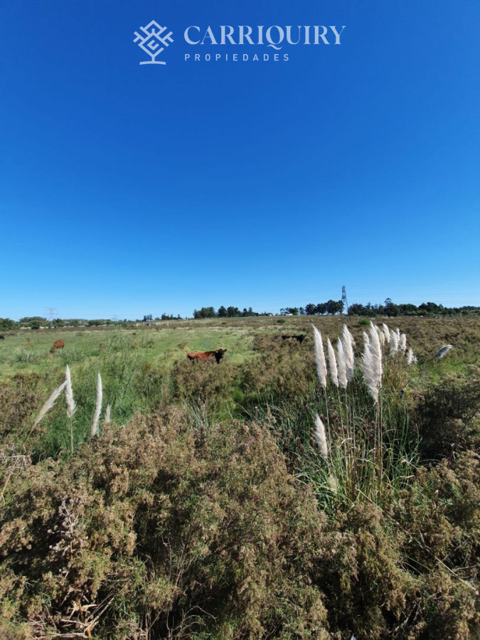 Campo Ref.3763/Campos-en-Venta--Carriquiry--Propiedades - Venta de Campo en Montevideo Zona Rural