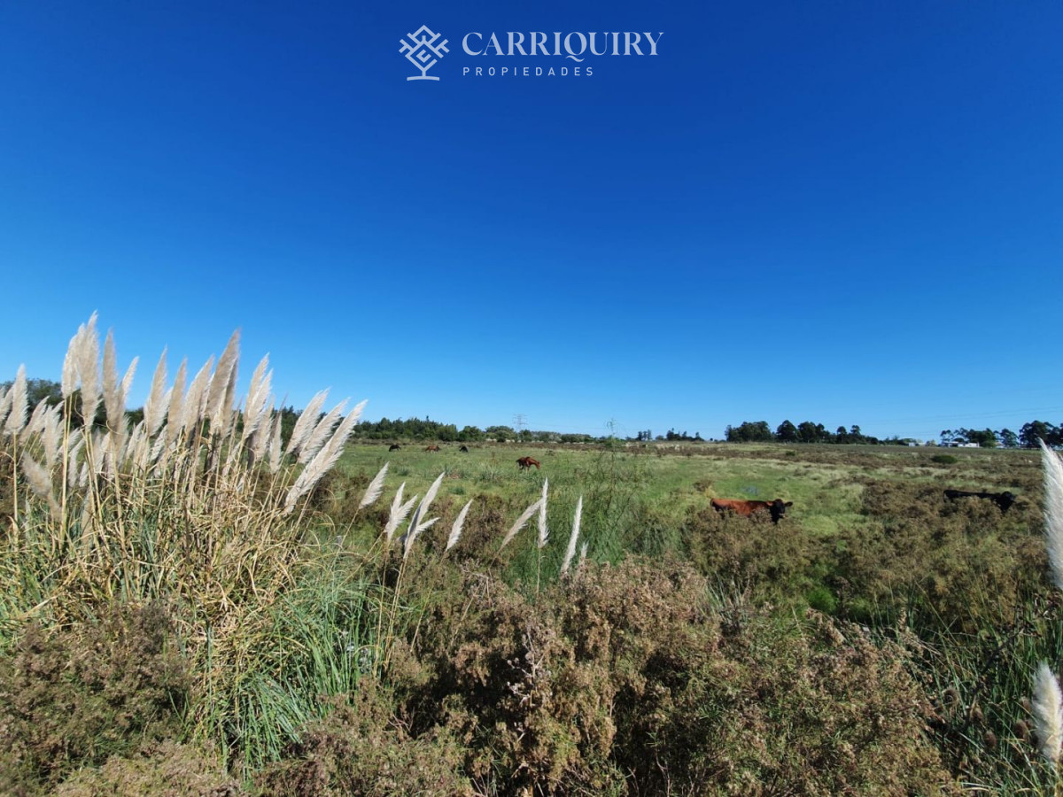 Campo Ref.3763/Campos-en-Venta--Carriquiry--Propiedades - Venta de Campo en Montevideo Zona Rural