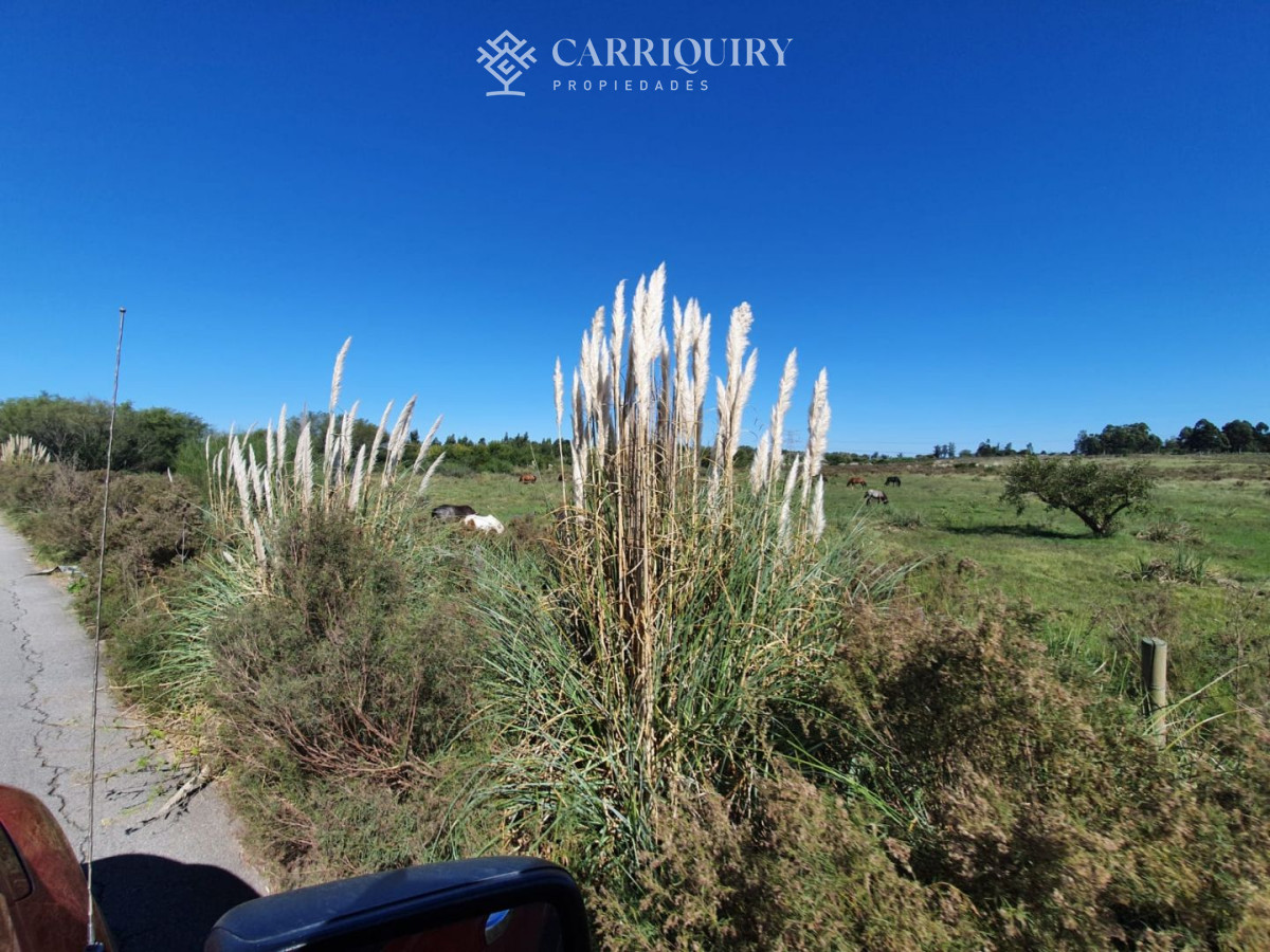 Campo Ref.3763/Campos-en-Venta--Carriquiry--Propiedades - Venta de Campo en Montevideo Zona Rural