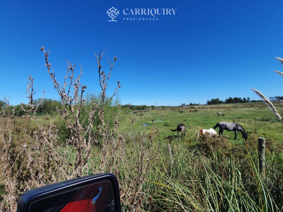 Campo Ref.3763/Campos-en-Venta--Carriquiry--Propiedades - Venta de Campo en Montevideo Zona Rural