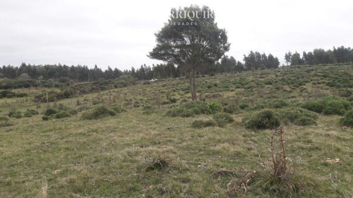 Campo Ref.398/Venta-de-Campo-en-Montevideo-Zona-Rural - Campo en venta  