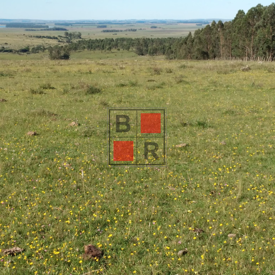 Campo Ref.1104 - Ideal oportunidad para forestación 