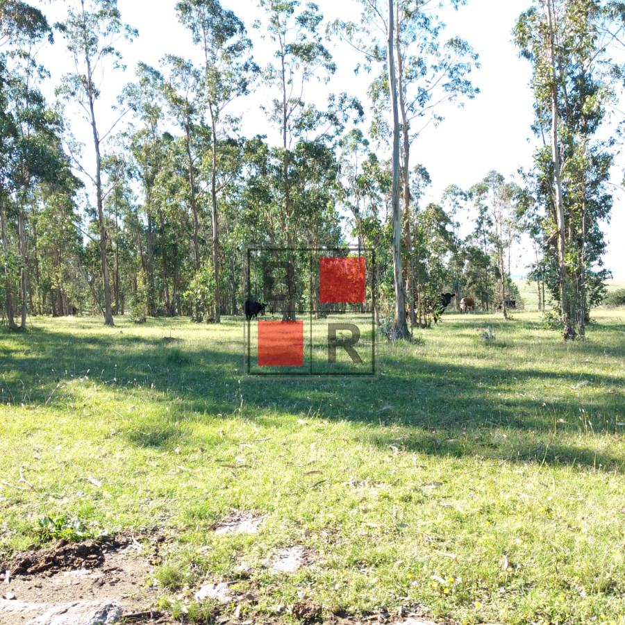 Campo Ref.1104 - Ideal oportunidad para forestación 