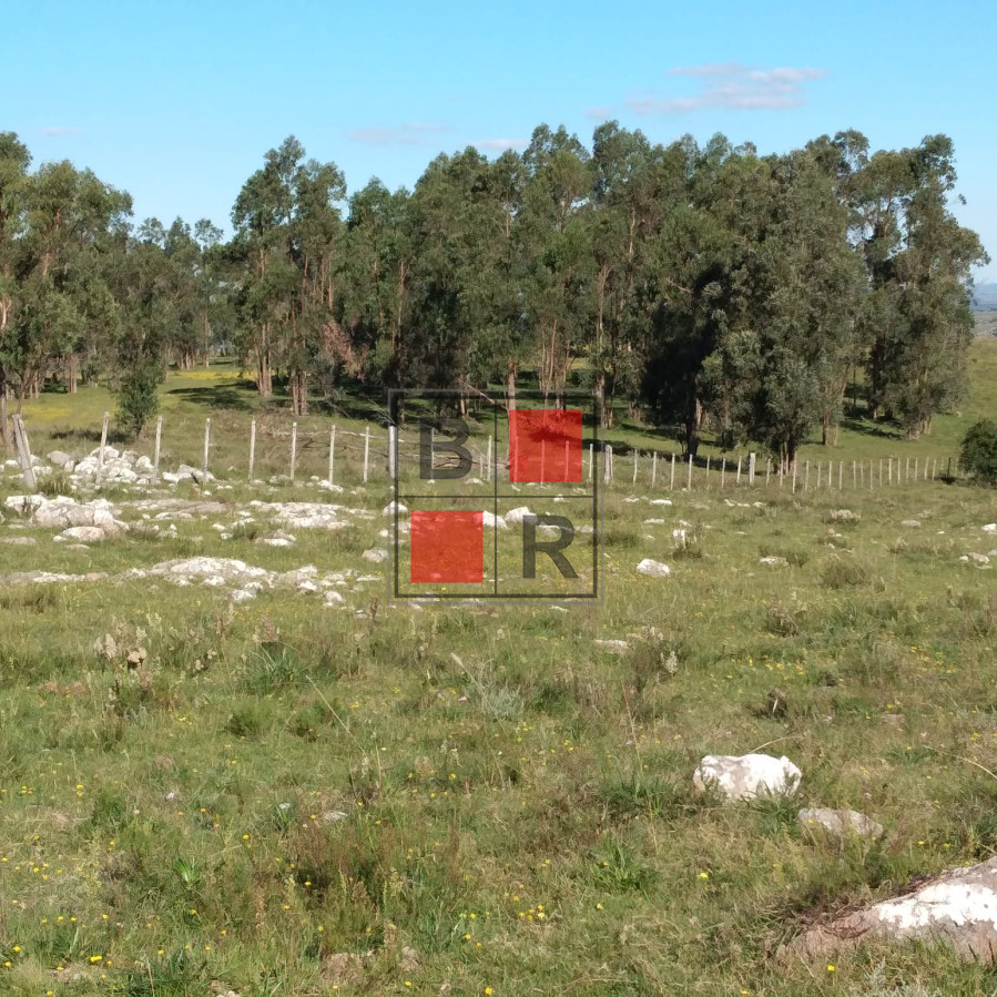 Campo Ref.1104 - Ideal oportunidad para forestación 