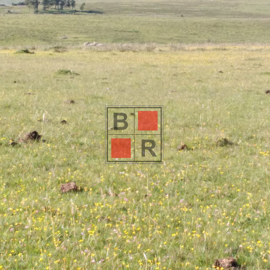 Campo Ref.1104 - Ideal oportunidad para forestación 