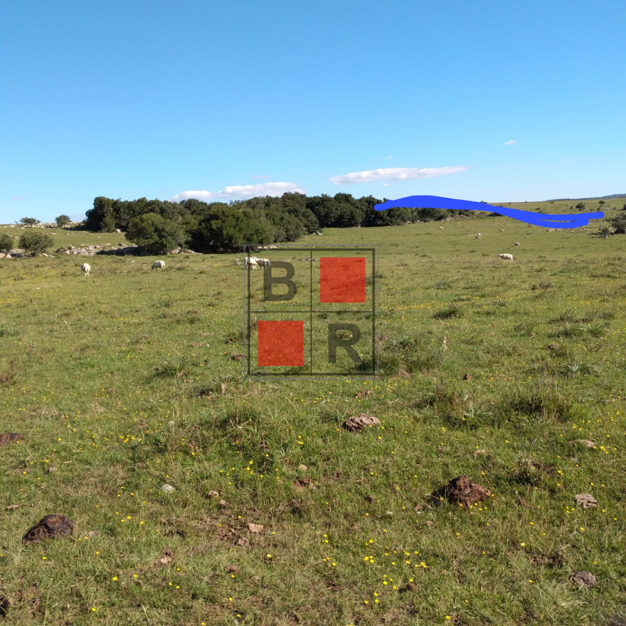 Campo Ref.1104 - Ideal oportunidad para forestación 