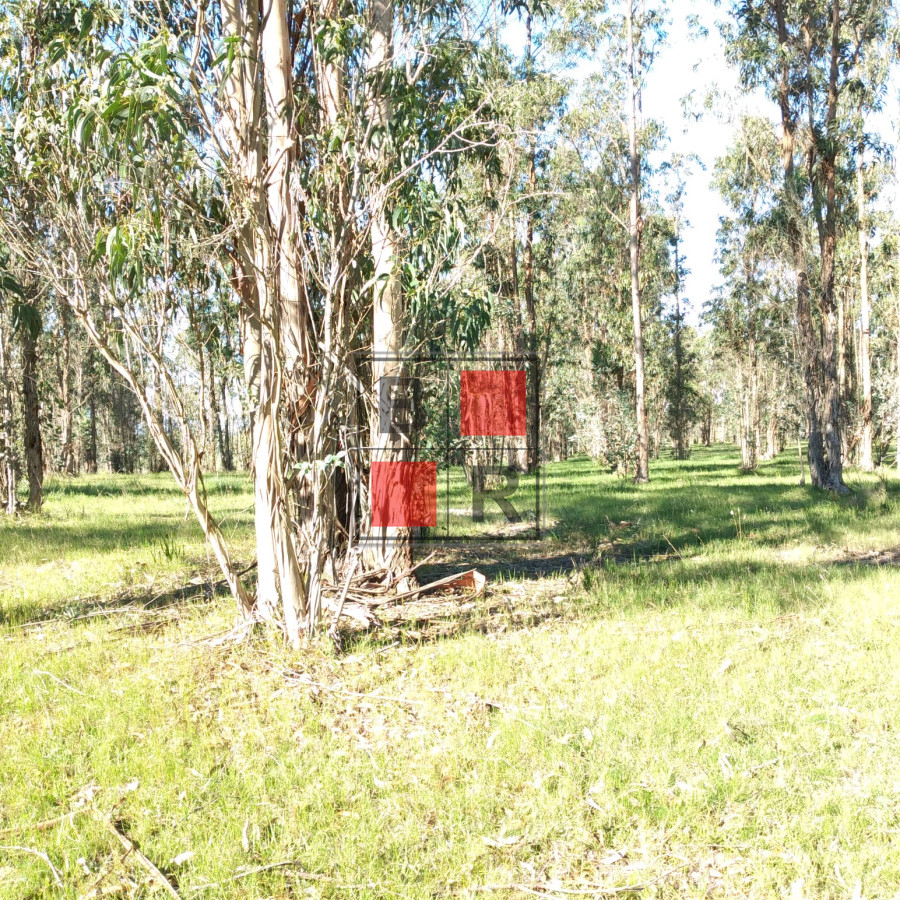 Campo Ref.1104 - Ideal oportunidad para forestación 