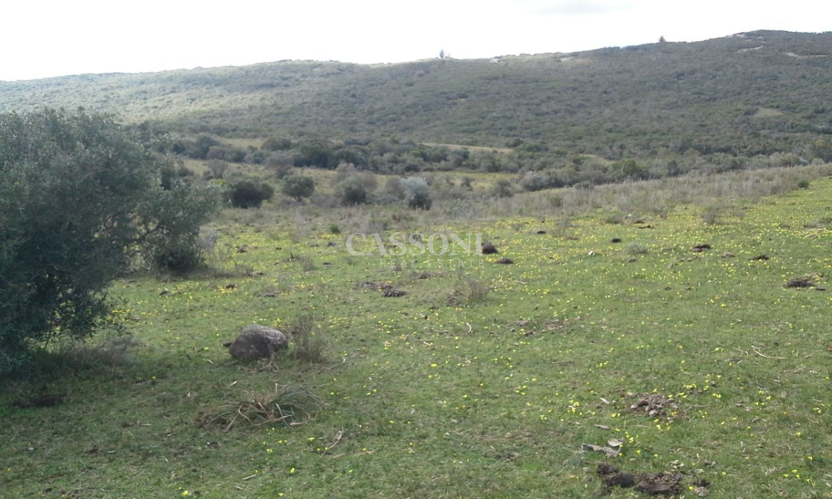 Campo Ref.291 - Campos en Garzon, aptos para Viñedos 