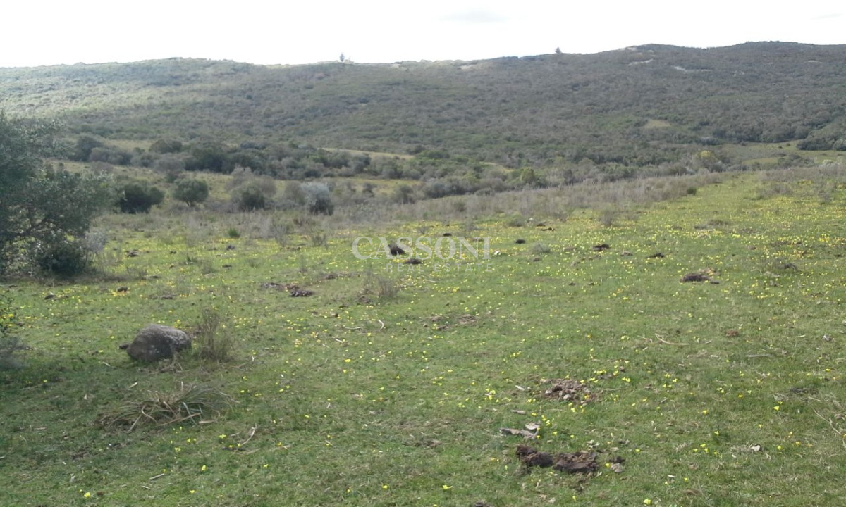 Campo Ref.291 - Campos en Garzon, aptos para Viñedos 