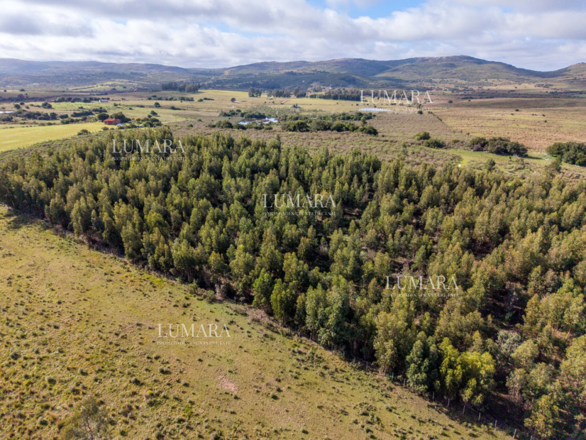 Chacra ID.1176 - Chacra en Paraje; Las Cañas Maldonado
