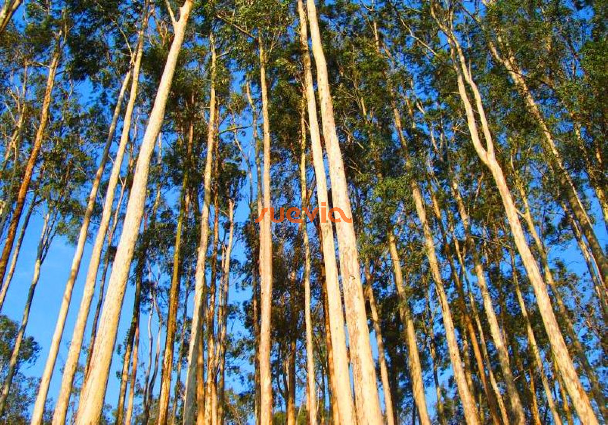 Campo Ref.3418 - Excelente campo Forestal