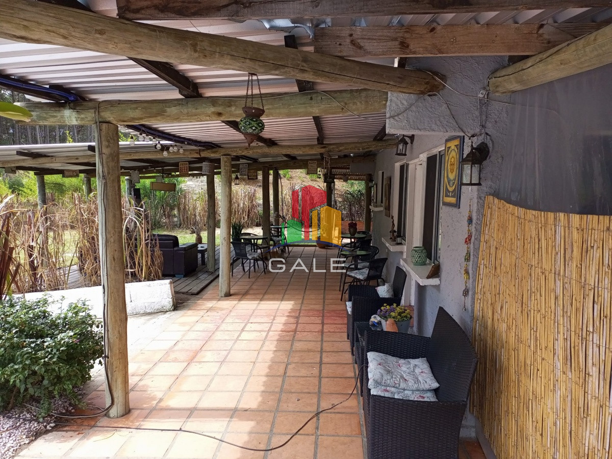 Chihuahua - GoPunta - Portal Inmobiliario de Punta del Este - Maldonado