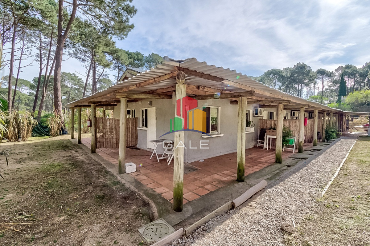 Chihuahua - GoPunta - Portal Inmobiliario de Punta del Este - Maldonado