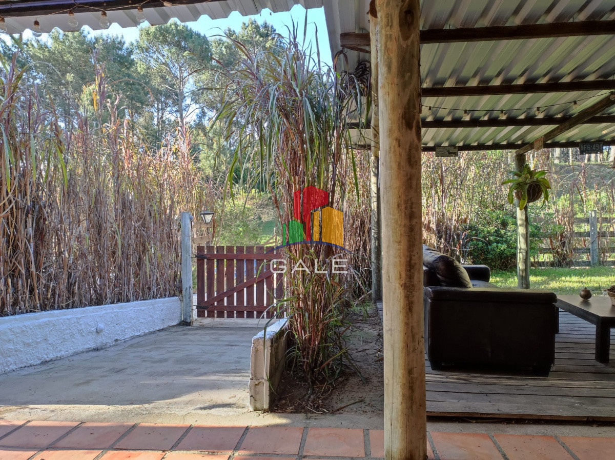 Chihuahua - GoPunta - Portal Inmobiliario de Punta del Este - Maldonado