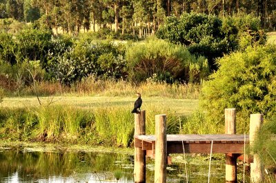 Oportunidad en Venta Hermosa Chacra en zona de Lapataia