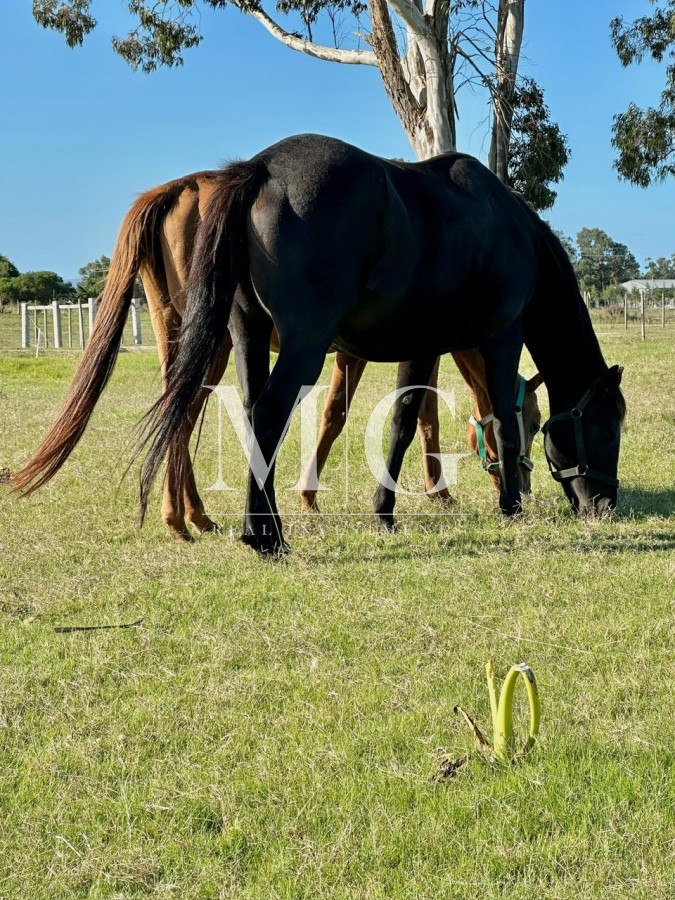 Chacra ID.1229 - Excepcional Chacra 5Has Canteras de Marelli