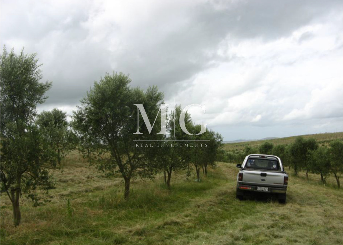 Campo Ref.1517 - 182Has Cierra de Carape - Establecimiento Ganadero, Olivicola