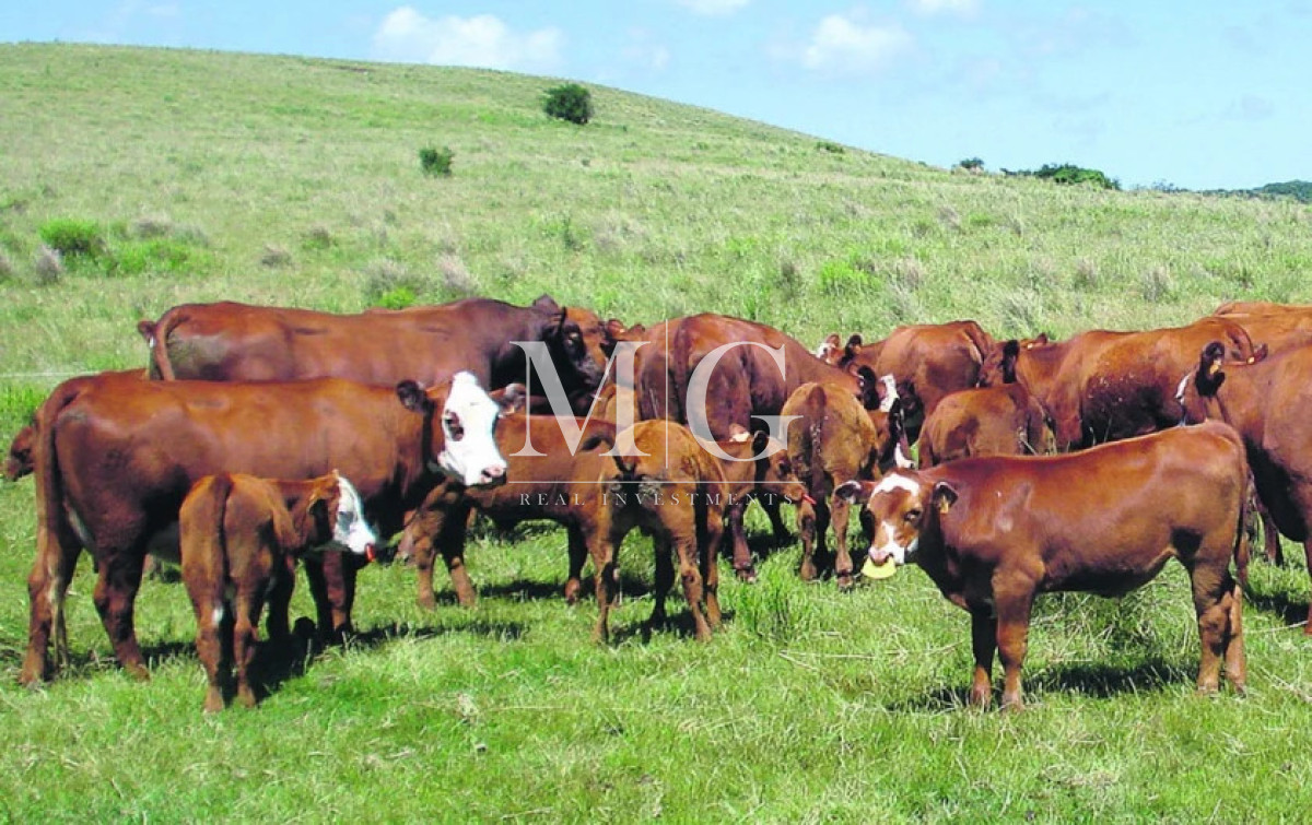 Campo Ref.1518 - 125Has Paraje Rincon Bravo, Rocha 