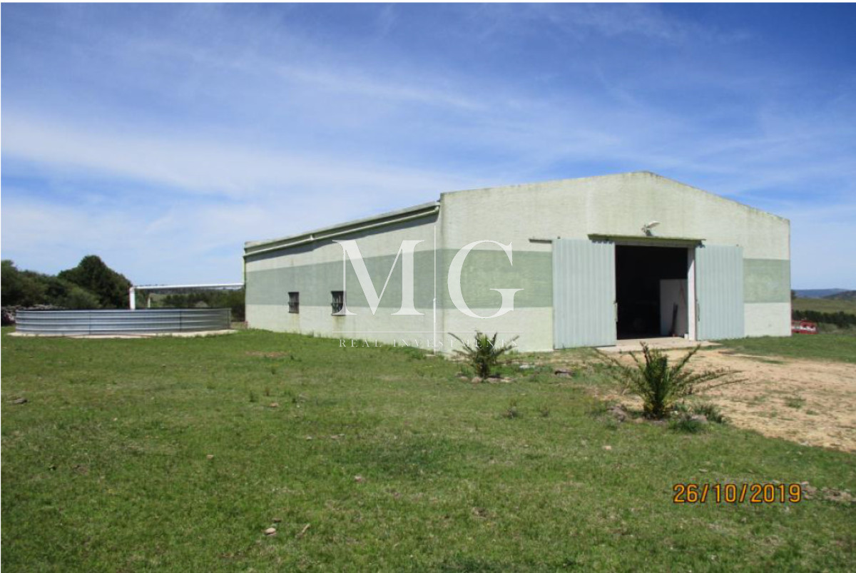 Campo Ref.1517 - 182Has Cierra de Carape - Establecimiento Ganadero, Olivicola