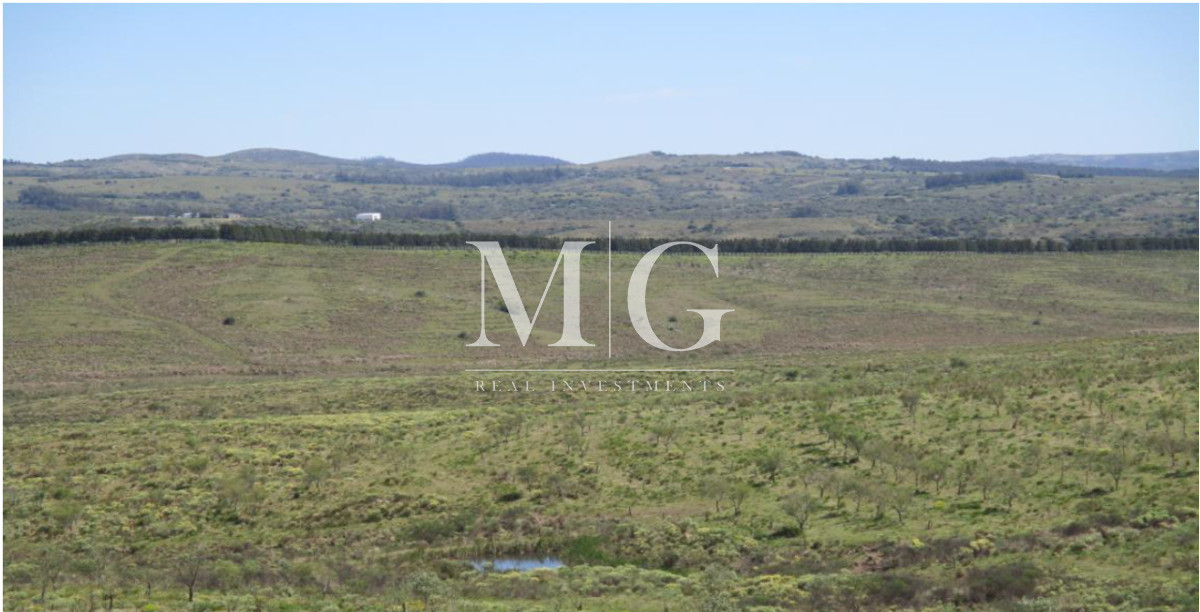 Campo Ref.1517 - 182Has Cierra de Carape - Establecimiento Ganadero, Olivicola