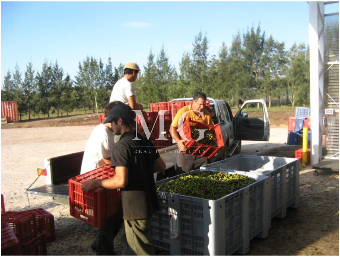 Campo Ref.1517 - 182Has Cierra de Carape - Establecimiento Ganadero, Olivicola