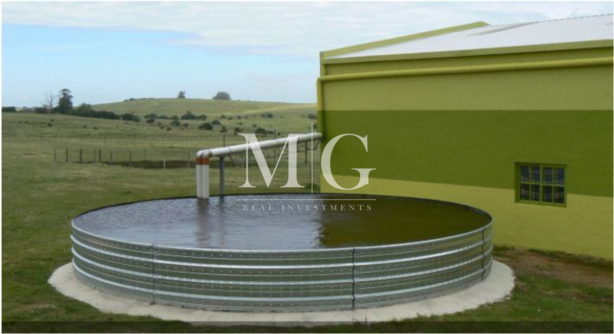 Campo Ref.1517 - 182Has Cierra de Carape - Establecimiento Ganadero, Olivicola