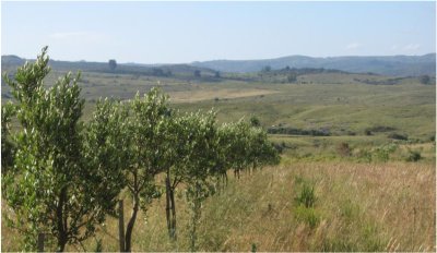 182Has Cierra de Carape - Establecimiento Ganadero, Olivicola