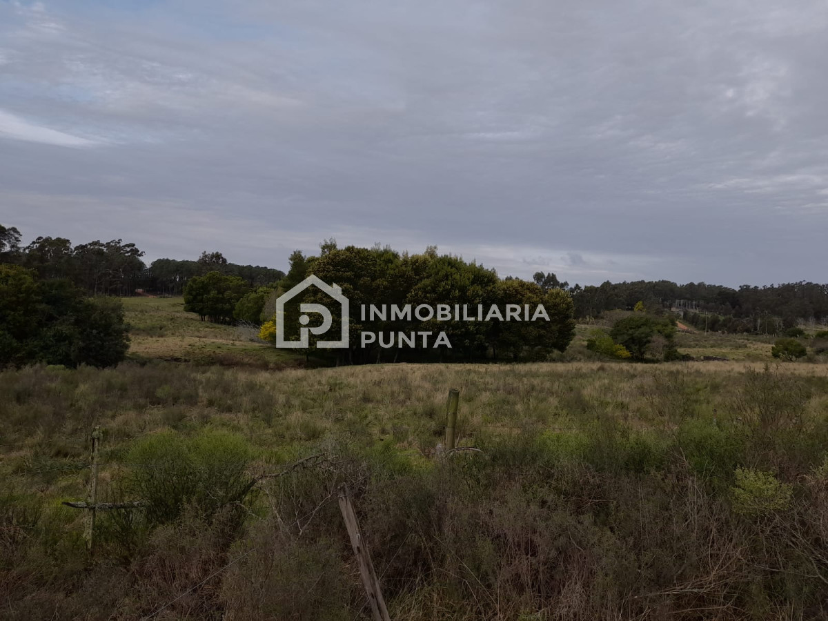 https://ri.com.uy/f/262/5/1200/0/0/0/06d11f9e705f34cc2984ec85033f18b4.jpg